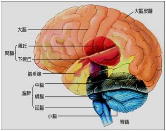 大腦結構