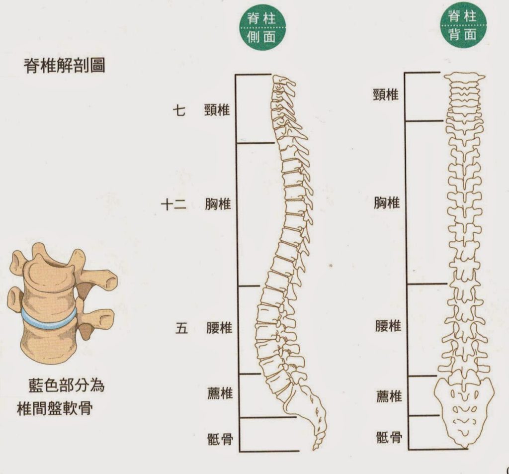 脊柱图解-整脊疗法(高清) - 中医针推外治版 - 爱爱医医学论坛