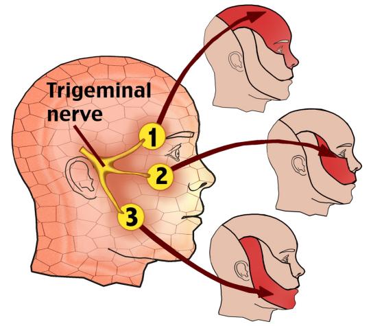 Trigeminal Nerve
