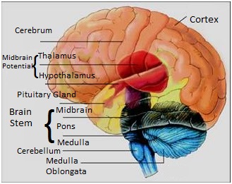Perspective of brain systems